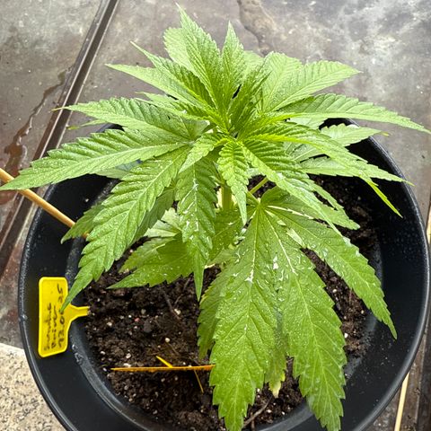Sundae Driver growlog timeline photo