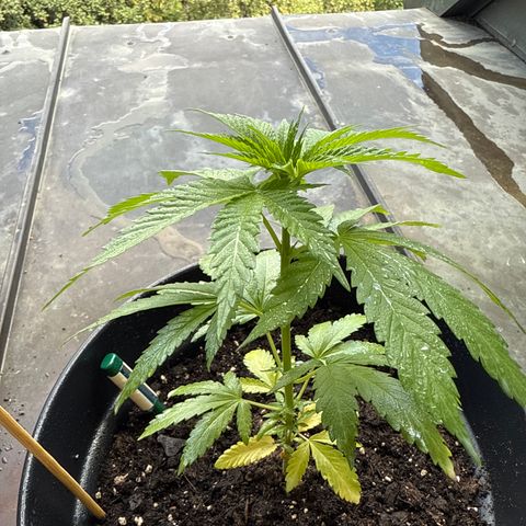 Sundae Driver growlog timeline photo