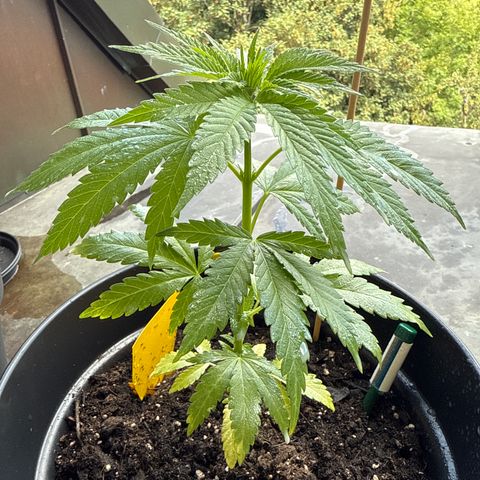 Sundae Driver growlog timeline photo