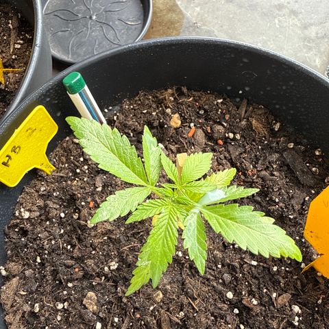 Hulkberry Automatic 2 growlog timeline photo