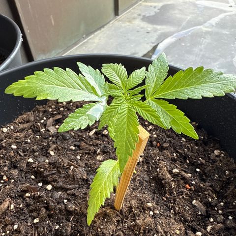 Hulkberry Automatic 2 growlog timeline photo
