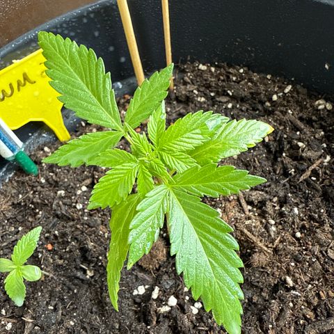 Watermelon Automatic 2 growlog timeline photo