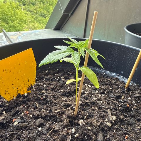 Bubblegum XL growlog timeline photo