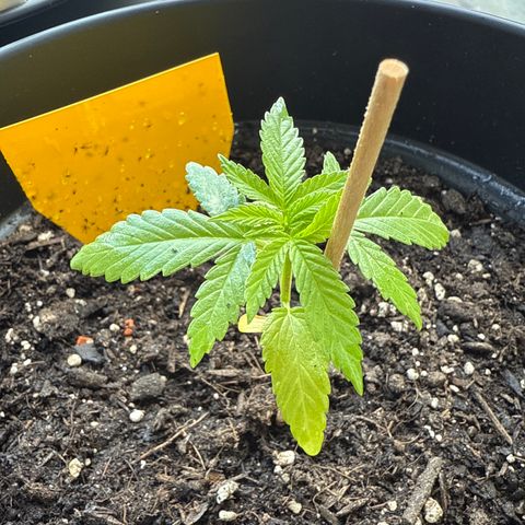 Bubblegum XL growlog timeline photo