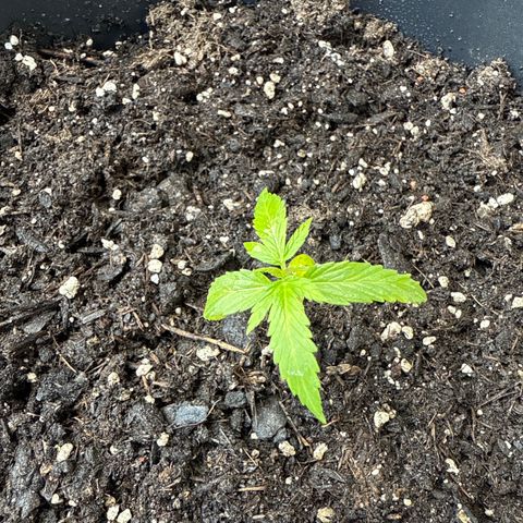 Watermelon Automatic 3 growlog timeline photo