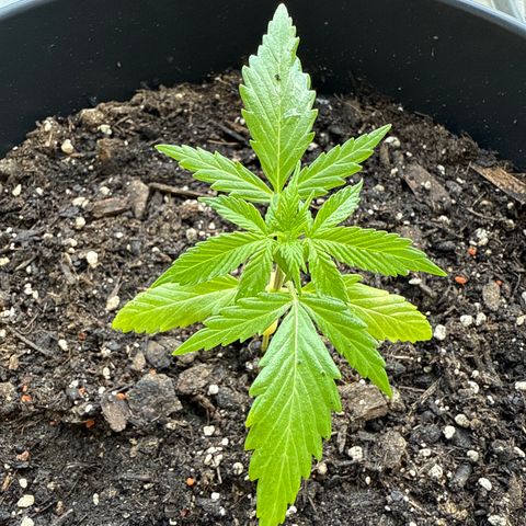 Watermelon Automatic growlog timeline photo