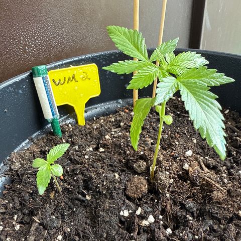 Watermelon Automatic 2 growlog timeline photo