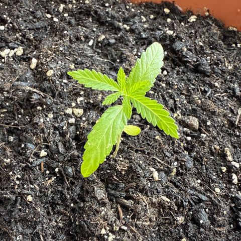 Bubblegum XL 3 growlog timeline photo