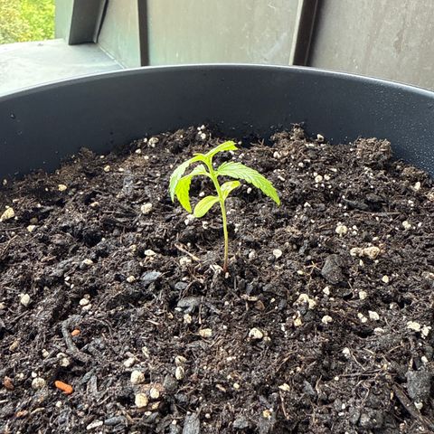 Watermelon Automatic 3 growlog timeline photo