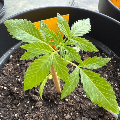 HulkBerry Automatic growlog timeline photo