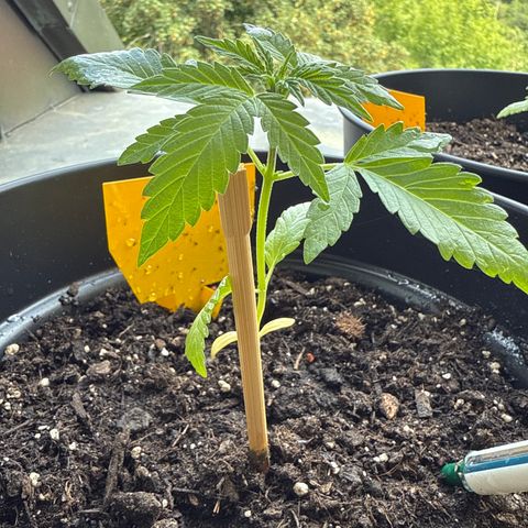 HulkBerry Automatic growlog timeline photo