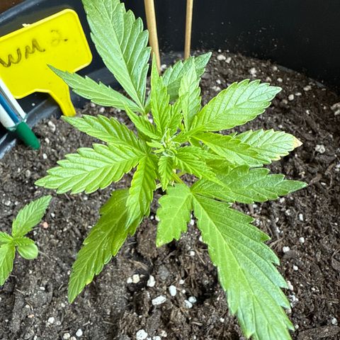 Watermelon Automatic 2 growlog timeline photo