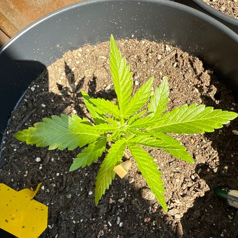 Hulkberry Automatic 2 growlog timeline photo