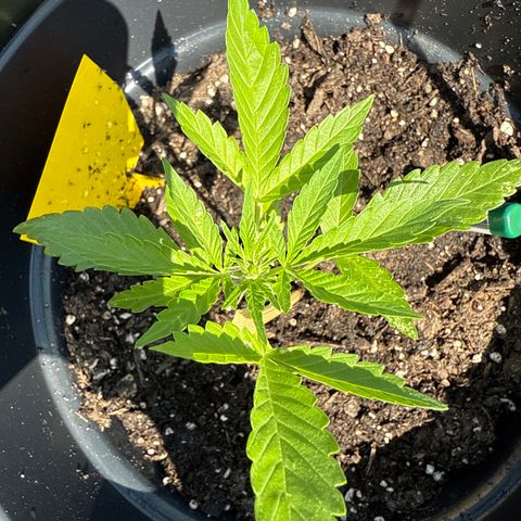 HulkBerry Automatic growlog timeline photo