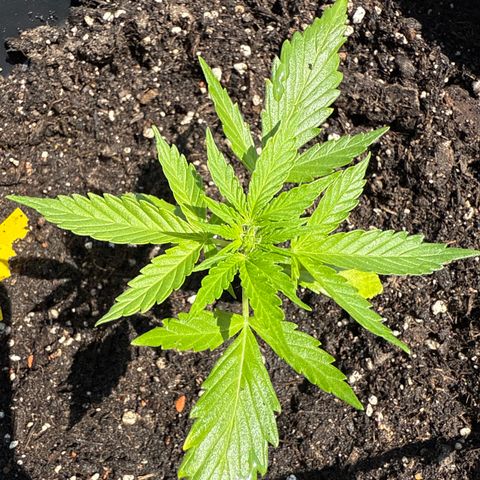 Watermelon Automatic growlog timeline photo