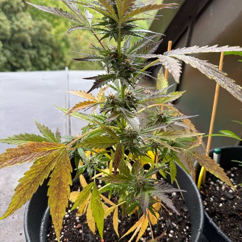 Purple Queen Automatic growlog timeline photo