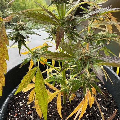 Purple Queen Automatic growlog timeline photo