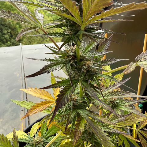 Purple Queen Automatic growlog timeline photo
