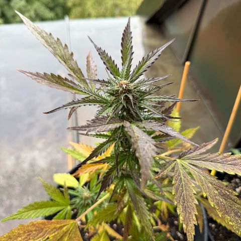 Purple Queen Automatic growlog timeline photo