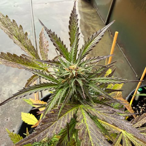 Purple Queen Automatic growlog timeline photo