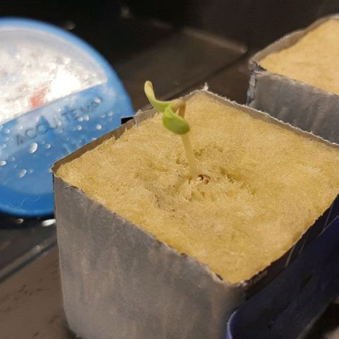 SB1-00 growlog timeline photo