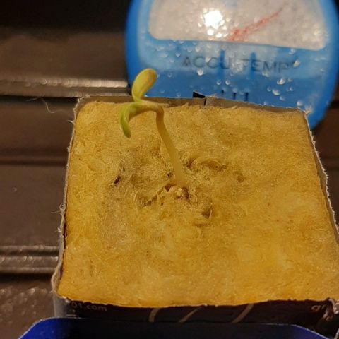 SB1-00 growlog timeline photo