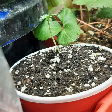 SB1-00 growlog timeline photo