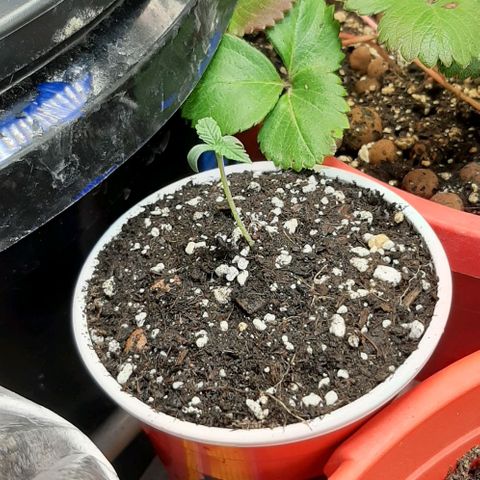 SB1-00 growlog timeline photo