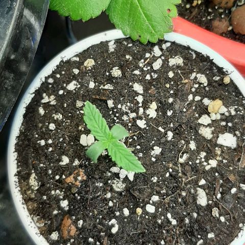 SB1-00 growlog timeline photo
