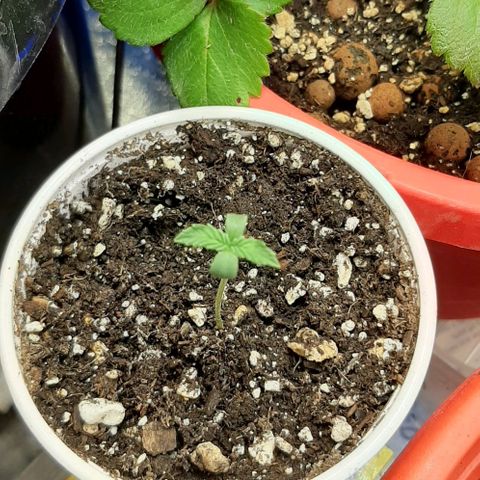 SB1-00 growlog timeline photo