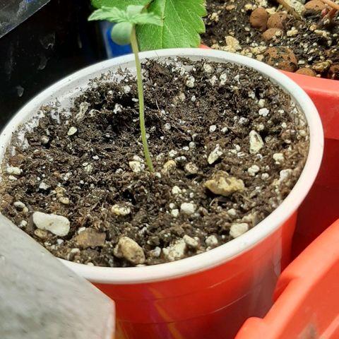 SB1-00 growlog timeline photo