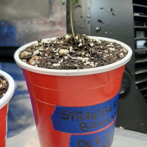 SB1-00 growlog timeline photo