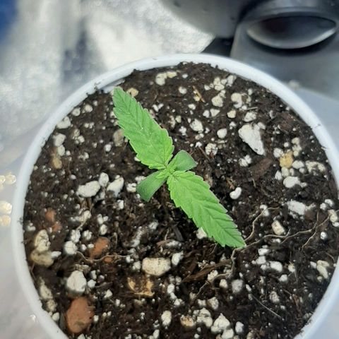 SB1-00 growlog timeline photo