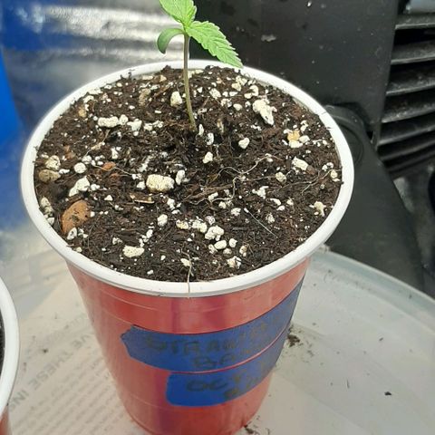 SB1-00 growlog timeline photo