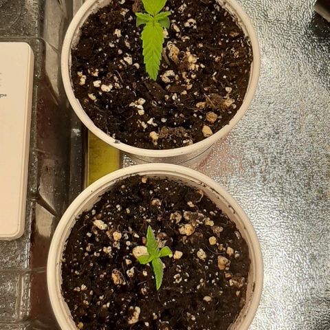 HP-00 growlog photo: Cleaned out the tent and cut down the clones and moved in the humidity dome with the heating mat