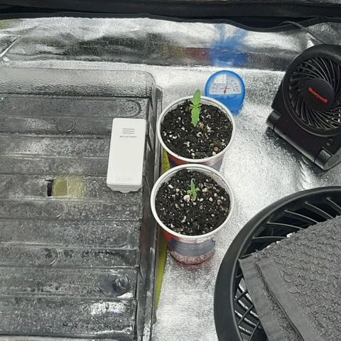 HP-00 growlog photo: Cleaned out the tent and cut down the clones and moved in the humidity dome with the heating mat