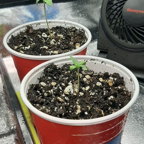 HP-00 growlog photo: Cleaned out the tent and cut down the clones and moved in the humidity dome with the heating mat