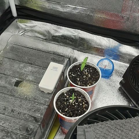 HP-00 growlog photo: Cleaned out the tent and cut down the clones and moved in the humidity dome with the heating mat