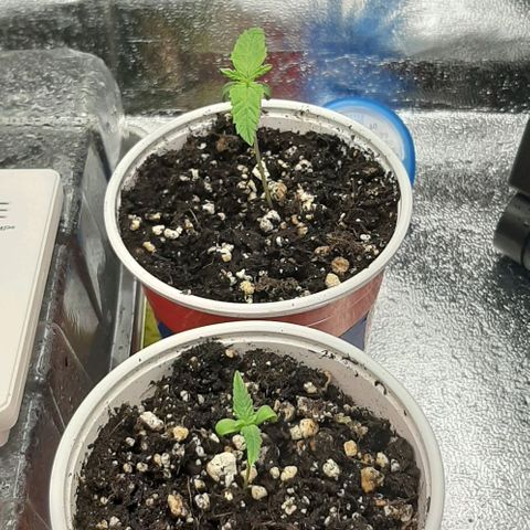HP-00 growlog photo: Cleaned out the tent and cut down the clones and moved in the humidity dome with the heating mat
