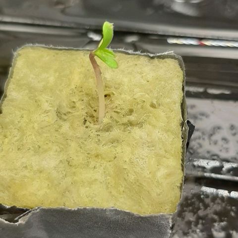 HP-00 growlog timeline photo