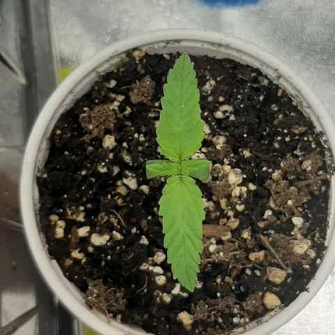 SB1-00 growlog timeline photo