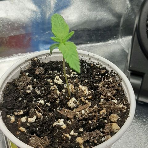 SB1-00 growlog timeline photo