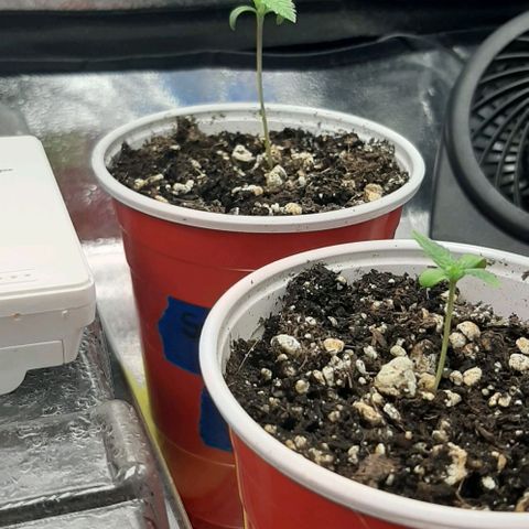 SB1-00 growlog timeline photo