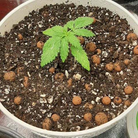HP-00 growlog timeline photo