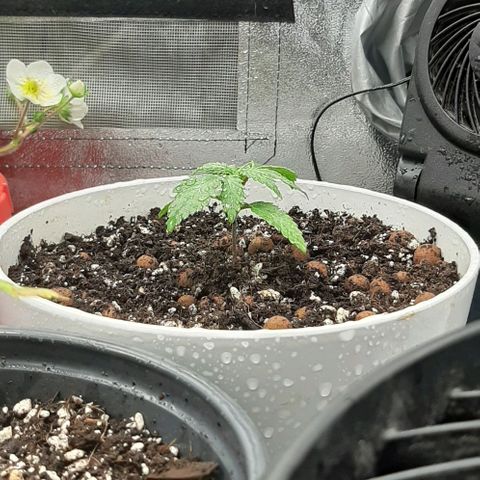 HP-00 growlog timeline photo