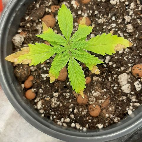 SB1-00 growlog timeline photo