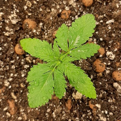 HP-00 growlog timeline photo