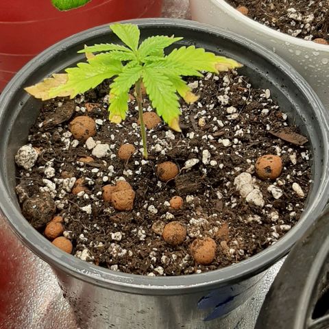 SB1-00 growlog timeline photo