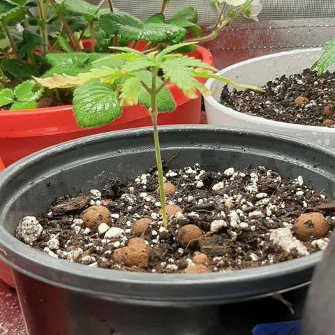 SB1-00 growlog timeline photo