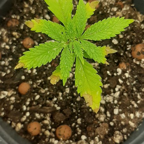 SB1-00 growlog timeline photo